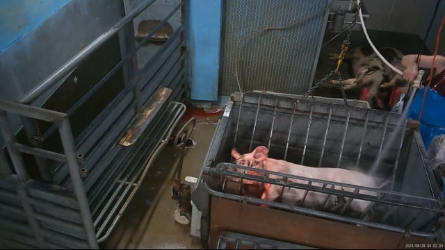 Hidden camera: wider view of knockbox and kill room