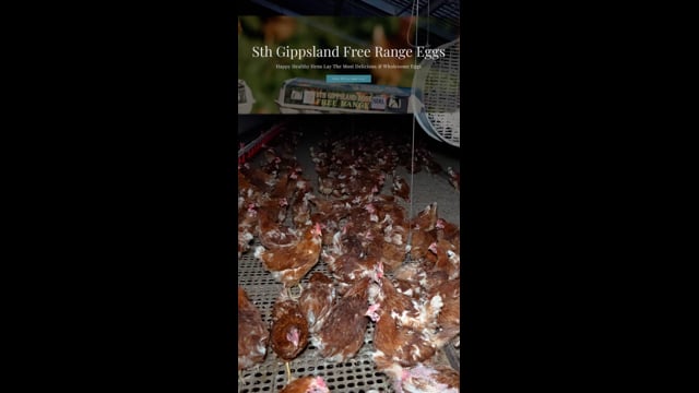 South Gippsland Eggs - Investigation Video (Portrait)