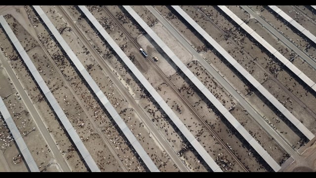 Beef City cow Feedlot