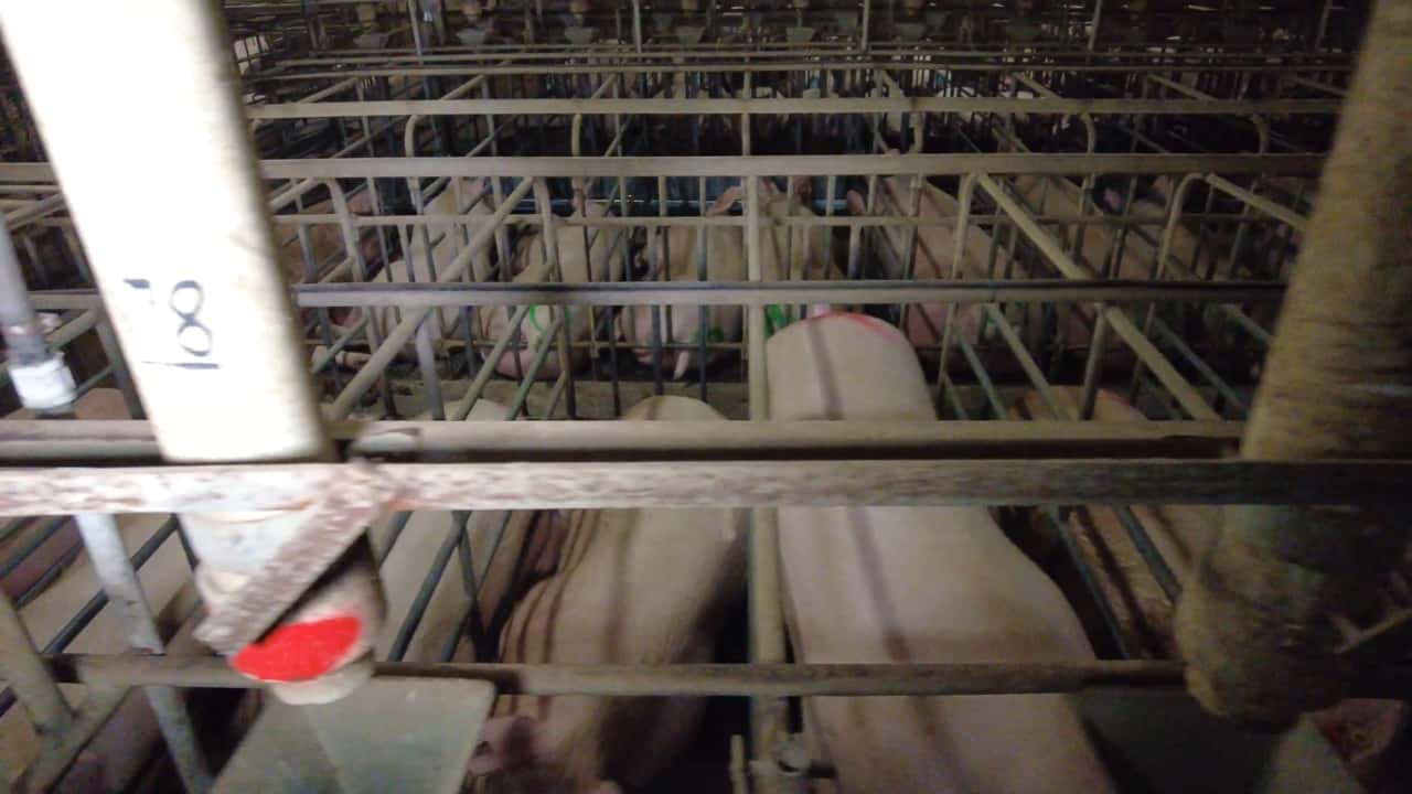 Sow stalls (Midland)