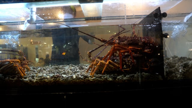 Lobster being removed from a tank at a restaraunt