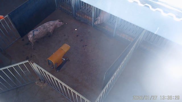 Boar training (hidden camera)