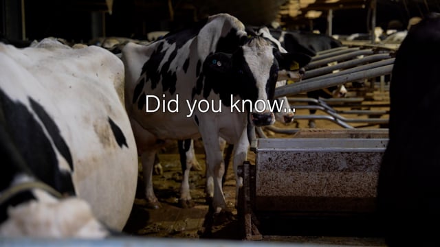 Dairy Factory Farms - Campaign video