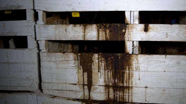 Tule big calf feces everywhere