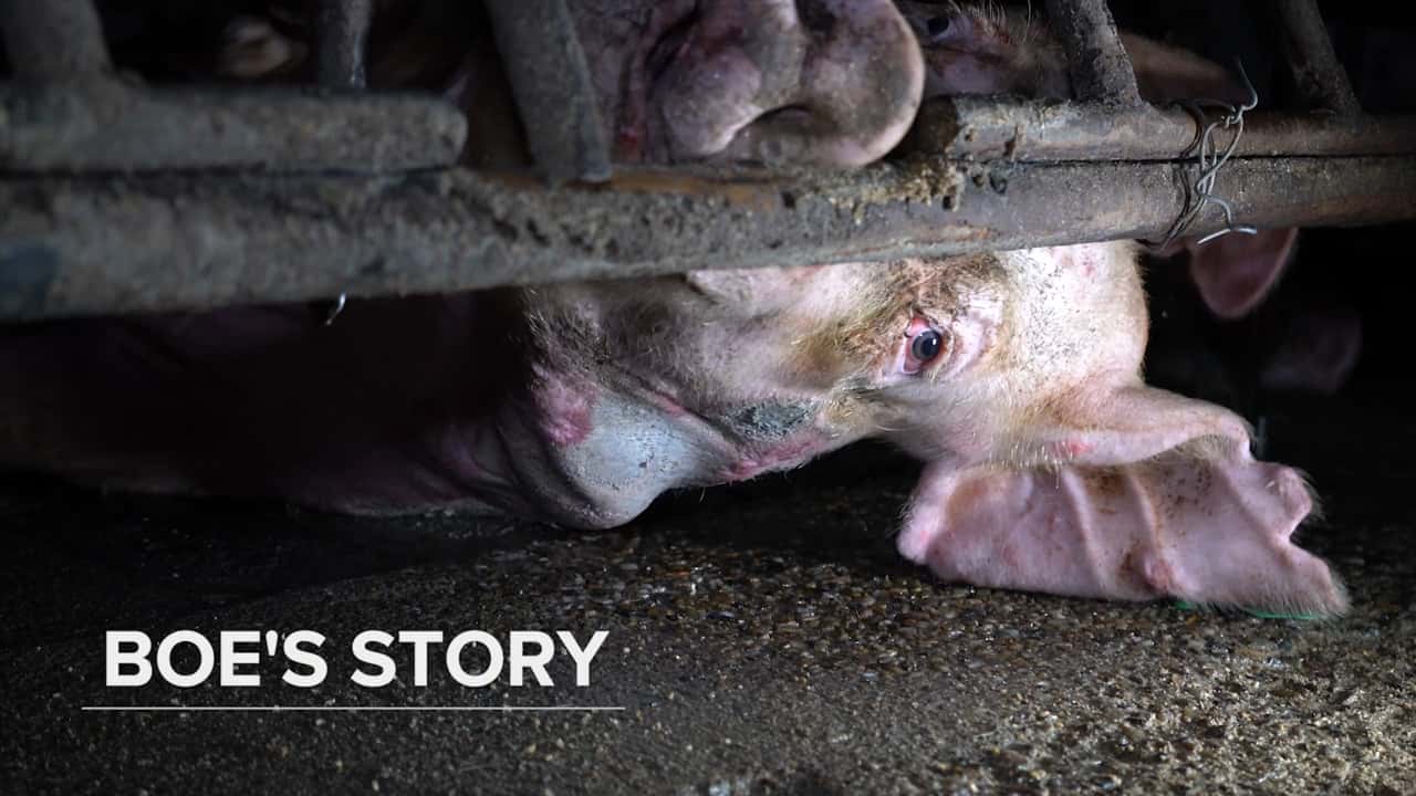 Boe's Story: Boar stalls: Wacol Pig Semen Collection Facility