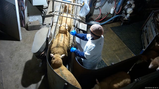 Sheep in the restraint conveyor