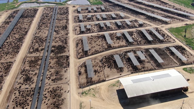 Maydan cow Feedlot