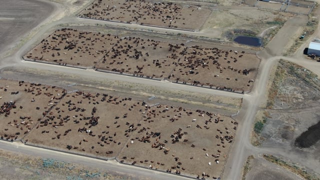 Cattle feedlot in Jimbour East, Queensland