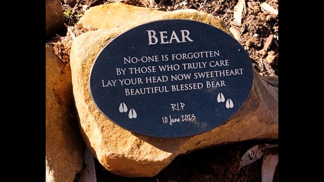 Bear's story