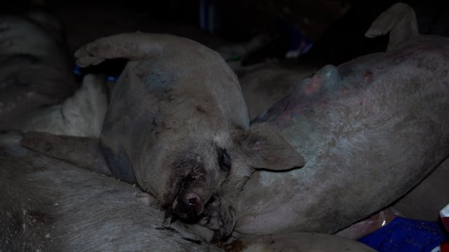 Brownlow's dead pit