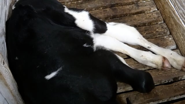 Tuenissen  v sick calf1120