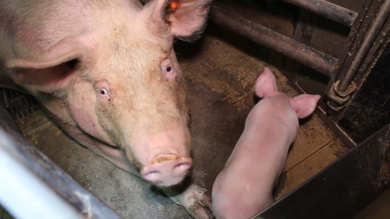 Farrowing crates at Blackwoods