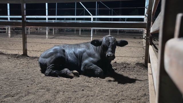 Animals in holding pens, dead pile