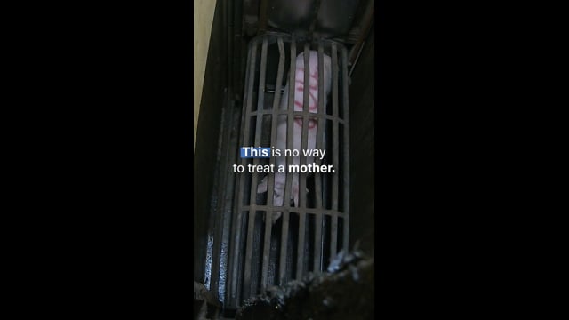 A mother dying alone in a gas chamber