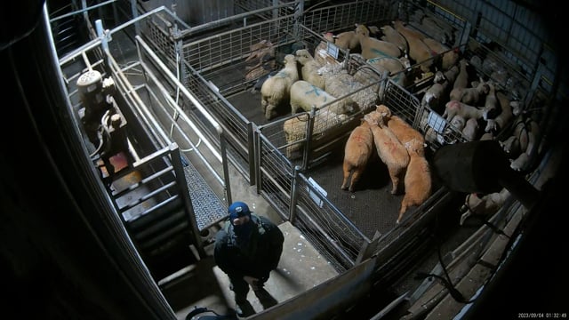 Wide (pens, race & knockbox)