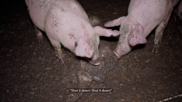 Dublin Piggery - August 2025