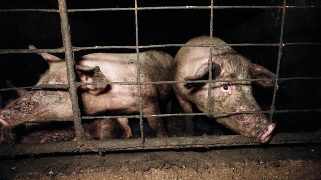 Andgar Piggery, Dublin - Cruelty complaint (June 2025)
