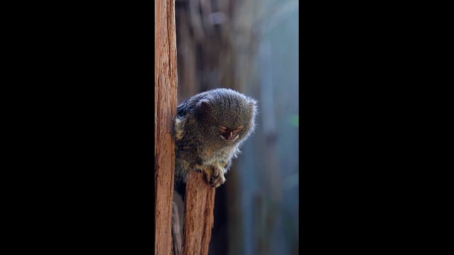 Darling Downs Zoo (Vertical)