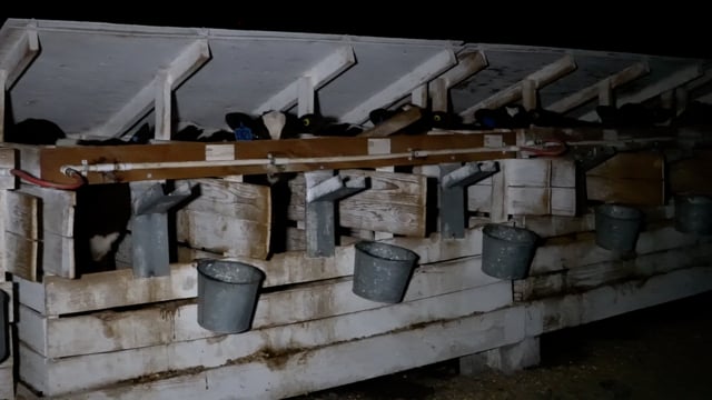 Tuenissen  trio then wide pan1119