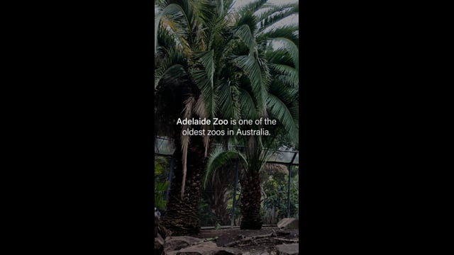 Adelaide Zoo - Campaign Video (Portrait)