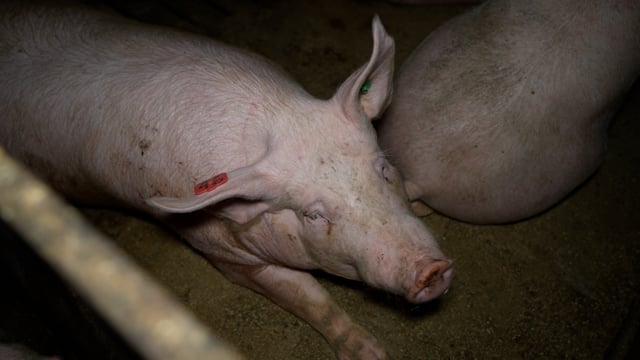 Hylehay Piggery (Long version)