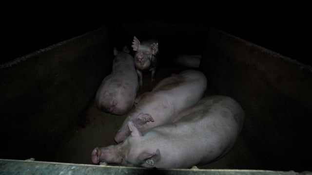 Handheld - sows