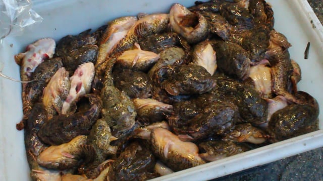 Fish Suffocating At CM Seafood Inc Wet Market