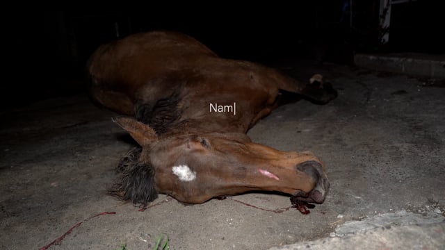Aspetta - Thoroughbred broodmare