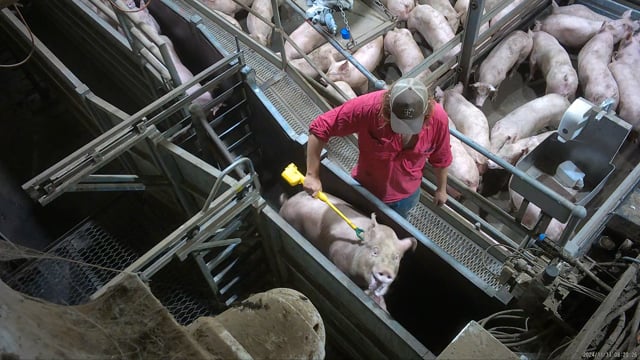 Cowra Meat Processors, Cowra NSW (campaign video)