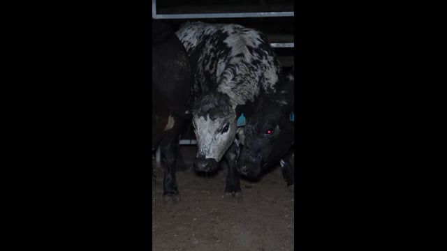 Maclagan Meats QLD 2024 (campaign video - Instagram)