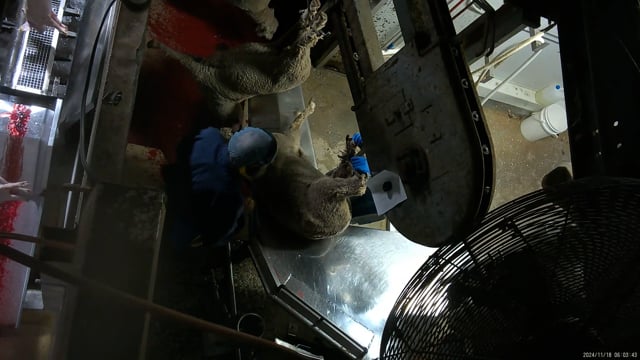 Hidden camera - Sheep/goat kill