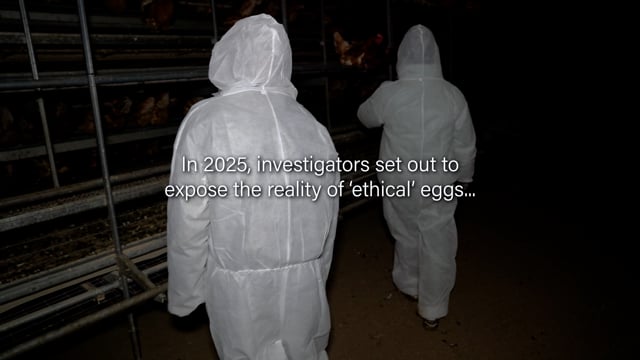 Valley Park Investigation Video