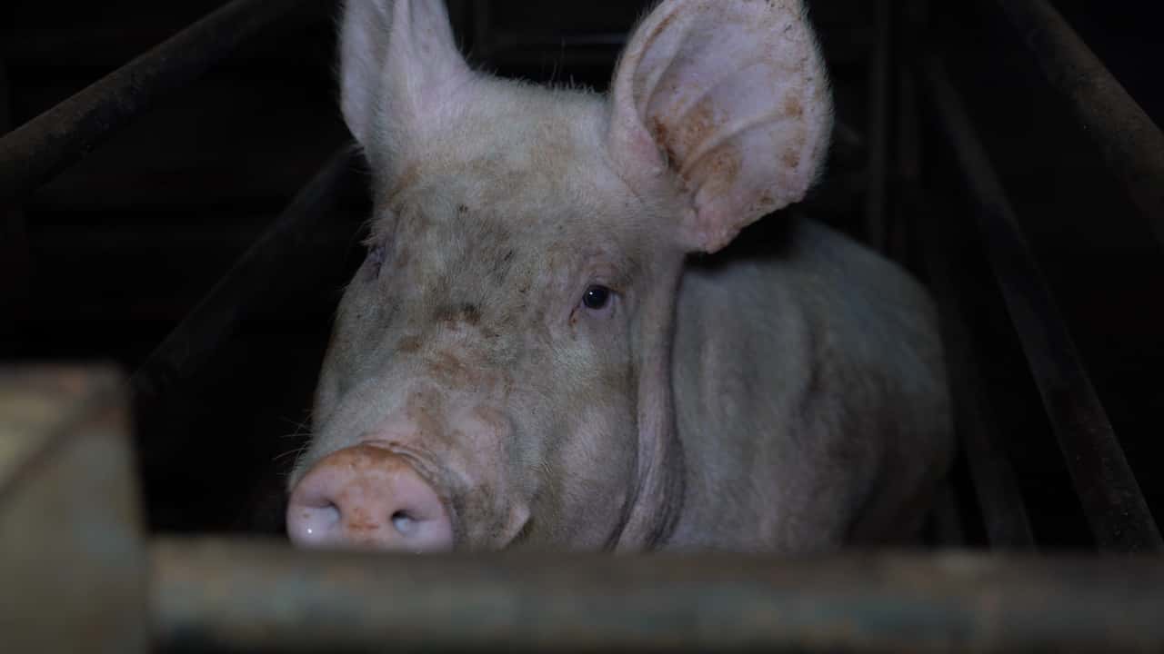 Evans Piggery, Victoria