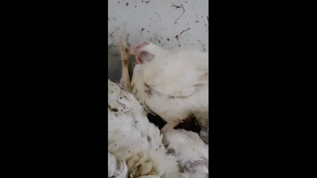 ProTen Broiler Farm - Birds Standing on Dead Birds