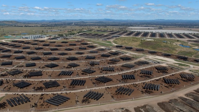 Whyalla cow Feedlot - One of Australia's largest cattle feedlots