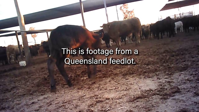 Opal Creek Feedlot - Main video