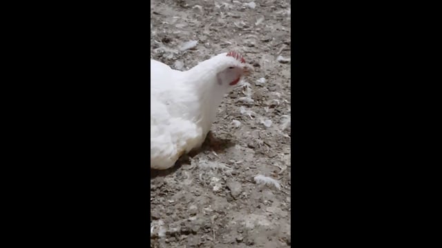 ProTen Broiler Farm - Birds Gasping For Air