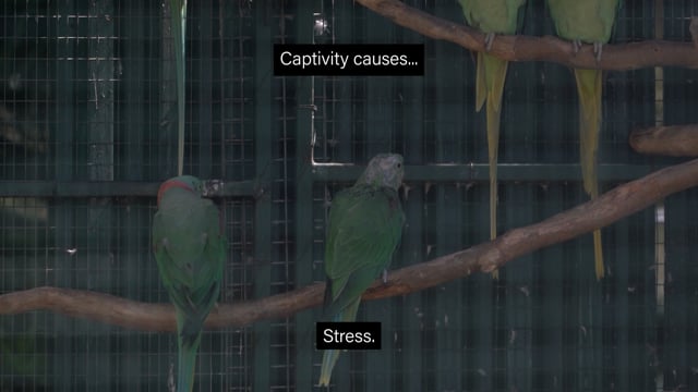 Darling Downs Zoo - Captivity Causes...