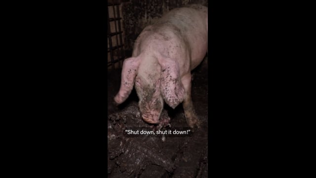 Dublin Piggery - August 2025 (Vertical)