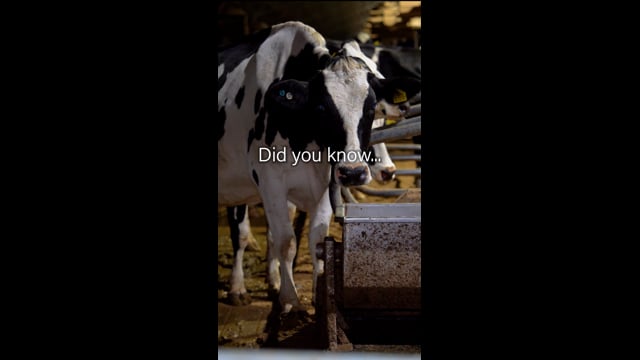 Dairy Factory Farms - Campaign Video (Instagram version)