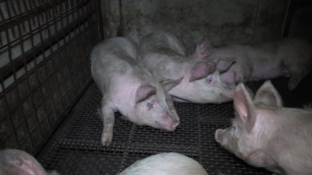 Maclagan Meats QLD 2024 (campaign video)