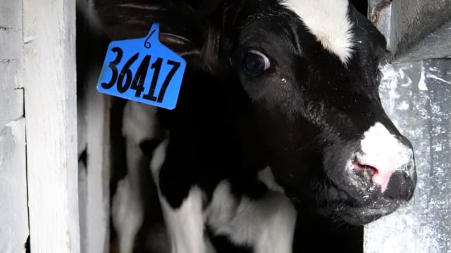 Tuenissen 3 baby calves 1107