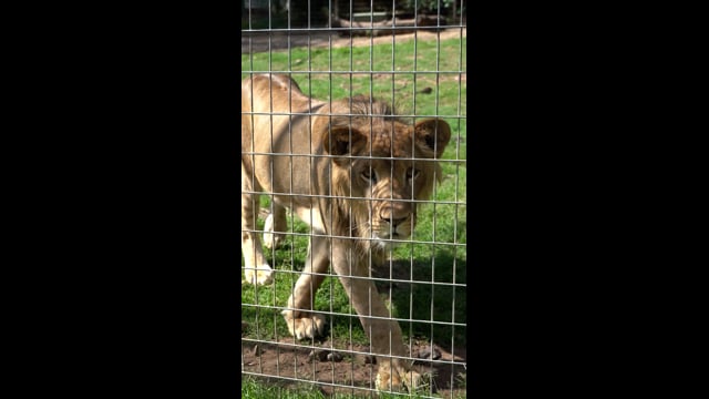 Darling Downs Zoo - 'Wildlife' (Vertical)