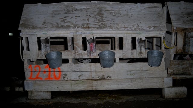 Tule  sick calf wide view hutches