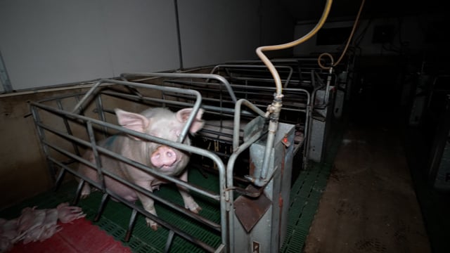 Farrowing rooms at Brownlow Piggery