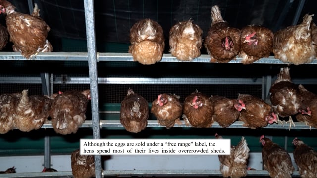 Whistleblower - Josh's Rainbow Eggs