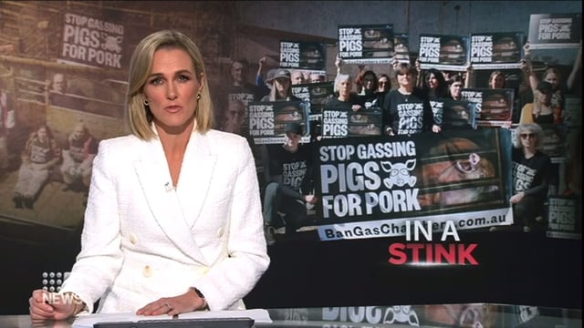 9 News Victoria coverage of the Benalla abattoir shut-down action