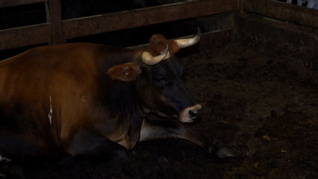 Animals in pens (Cows)