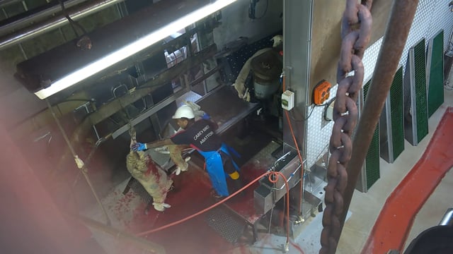 Hidden camera: stunning and killing of pigs, sheep and goats