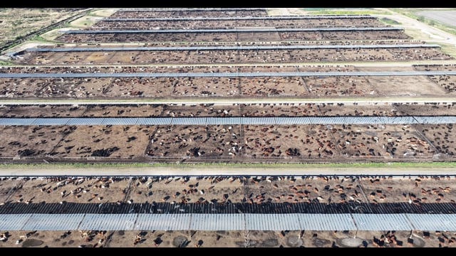Myola Feedlot - North Star NSW